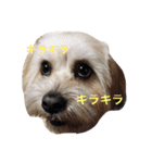 ミックス犬りょうまの日常スタンプ（個別スタンプ：1）