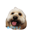ミックス犬りょうまの日常スタンプ（個別スタンプ：2）