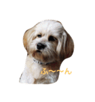 ミックス犬りょうまの日常スタンプ（個別スタンプ：4）