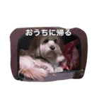 ミックス犬りょうまの日常スタンプ（個別スタンプ：5）