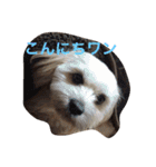 ミックス犬りょうまの日常スタンプ（個別スタンプ：6）