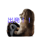 ミックス犬りょうまの日常スタンプ（個別スタンプ：8）
