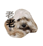 ミックス犬りょうまの日常スタンプ（個別スタンプ：9）