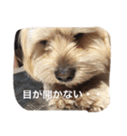 ミックス犬りょうまの日常スタンプ（個別スタンプ：11）