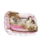 ミックス犬りょうまの日常スタンプ（個別スタンプ：14）