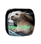 ミックス犬りょうまの日常スタンプ（個別スタンプ：16）
