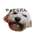 ミックス犬りょうまの日常スタンプ（個別スタンプ：18）