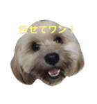 ミックス犬りょうまの日常スタンプ（個別スタンプ：21）