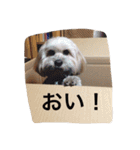 ミックス犬りょうまの日常スタンプ（個別スタンプ：23）