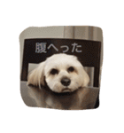 ミックス犬りょうまの日常スタンプ（個別スタンプ：24）