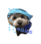 ミックス犬りょうまの日常スタンプ（個別スタンプ：25）