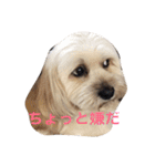 ミックス犬りょうまの日常スタンプ（個別スタンプ：26）