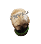 ミックス犬りょうまの日常スタンプ（個別スタンプ：27）