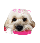 ミックス犬りょうまの日常スタンプ（個別スタンプ：30）