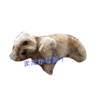 ミックス犬りょうまの日常スタンプ（個別スタンプ：31）