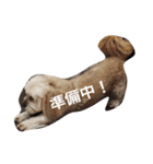 ミックス犬りょうまの日常スタンプ（個別スタンプ：32）