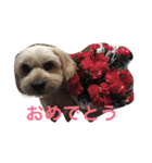 ミックス犬りょうまの日常スタンプ（個別スタンプ：34）