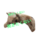 ミックス犬りょうまの日常スタンプ（個別スタンプ：37）