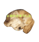 ミックス犬りょうまの日常スタンプ（個別スタンプ：38）