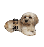 ミックス犬りょうまの日常スタンプ（個別スタンプ：39）
