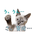 保護猫とろろと仲間たち（個別スタンプ：8）