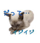 保護猫とろろと仲間たち（個別スタンプ：9）