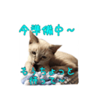 保護猫とろろと仲間たち（個別スタンプ：11）