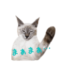 保護猫とろろと仲間たち（個別スタンプ：19）