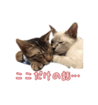 保護猫とろろと仲間たち（個別スタンプ：29）