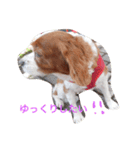 キャバリア_チャッピー（個別スタンプ：12）