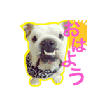 ブルドッグのボブくん（個別スタンプ：1）