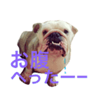 ブルドッグのボブくん（個別スタンプ：3）