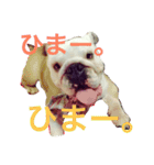 ブルドッグのボブくん（個別スタンプ：4）
