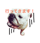 ブルドッグのボブくん（個別スタンプ：5）