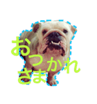 ブルドッグのボブくん（個別スタンプ：7）