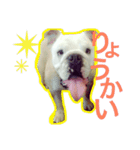 ブルドッグのボブくん（個別スタンプ：11）