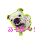 ブルドッグのボブくん（個別スタンプ：18）