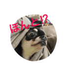 ちわわとぽめ（個別スタンプ：7）