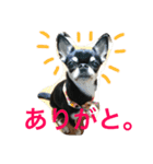 ちわわとぽめ（個別スタンプ：8）