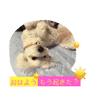 トイプー（毎日使えるスタンプ）（個別スタンプ：6）