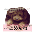 トイプー（毎日使えるスタンプ）（個別スタンプ：8）