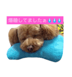 トイプー（毎日使えるスタンプ）（個別スタンプ：11）
