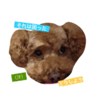 トイプー（毎日使えるスタンプ）（個別スタンプ：13）