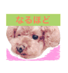 トイプー（毎日使えるスタンプ）（個別スタンプ：16）