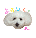 トイプー（毎日使えるスタンプ）（個別スタンプ：24）