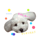 トイプー（毎日使えるスタンプ）（個別スタンプ：25）