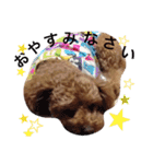 トイプー（毎日使えるスタンプ）（個別スタンプ：27）