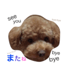 トイプー（毎日使えるスタンプ）（個別スタンプ：28）