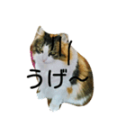 みゅうこ（個別スタンプ：6）