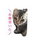 jijibibi2（個別スタンプ：13）